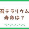 苔テラリウムの寿命は？どのくらいの期間楽しめるの？