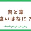 苔と藻の違いをサクッと解説！役割や使い方についてチェック