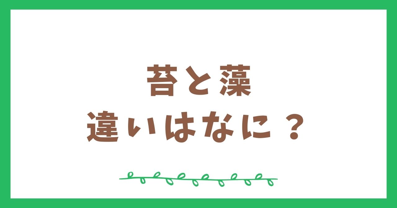 苔と藻の違いをサクッと解説！役割や使い方についてチェック