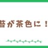 苔が茶色に！原因と復活させる方法を考えてみました