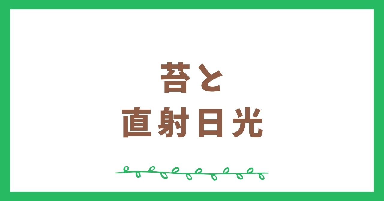 苔に直射日光が当たるとどうなる？日光に強い苔はある？