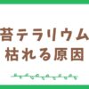 苔テラリウムが枯れる原因と対処法を分かりやすく解説