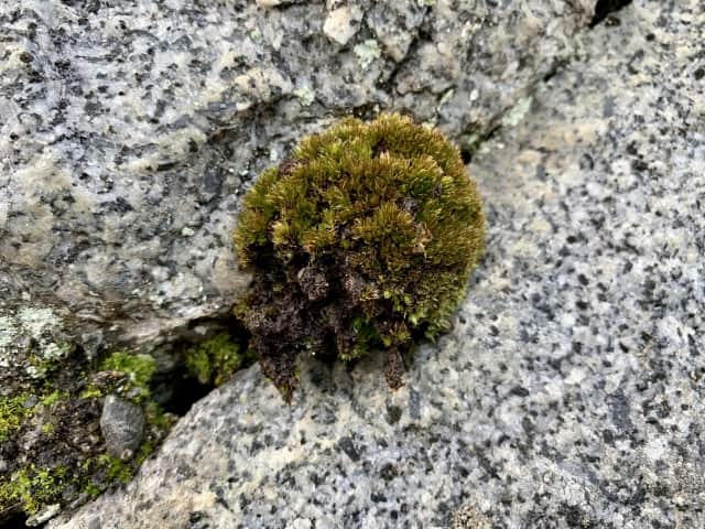 苔が黒くなる原因と対策法！苔を緑に戻せるの？