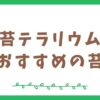 苔テラリウムにおすすめの苔5選【初心者向け】