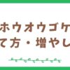 ホウオウゴケの育て方と増やし方【テラリウム初心者向け】