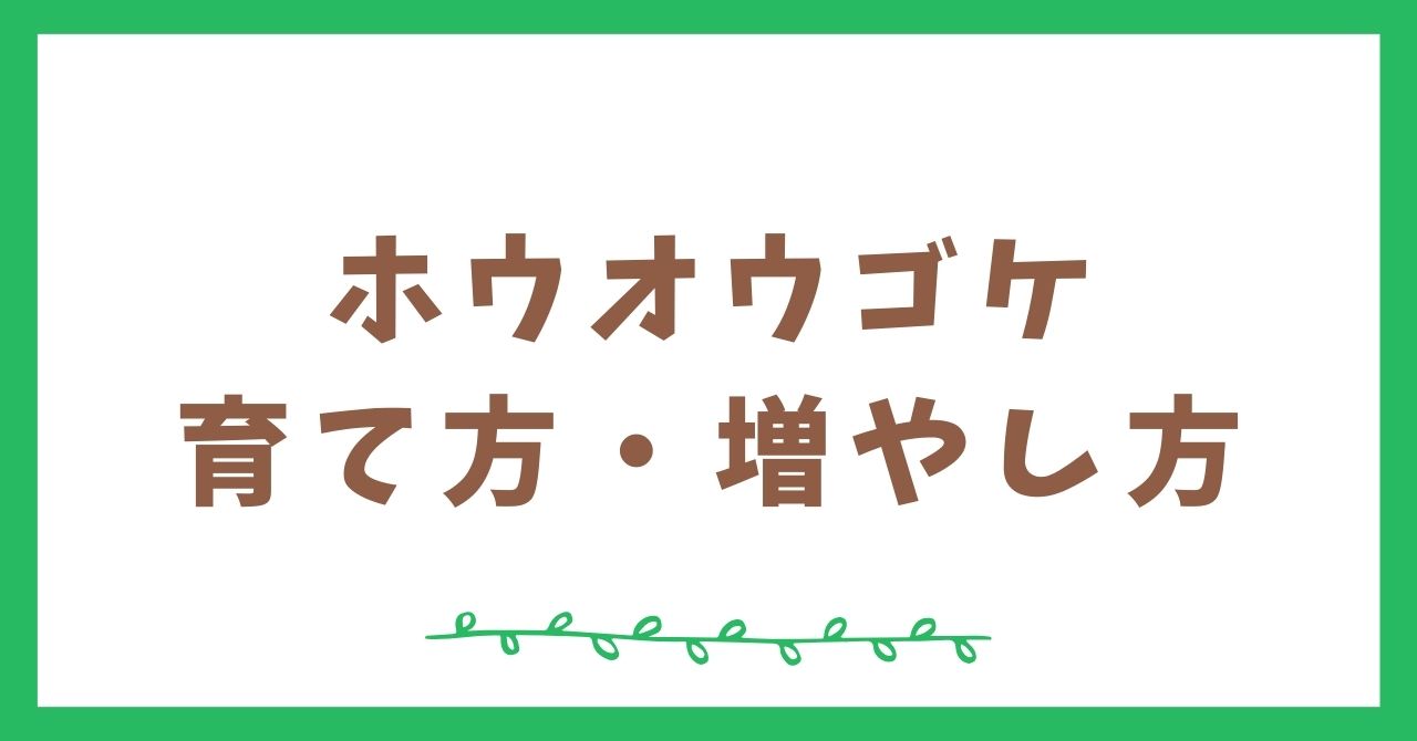 ホウオウゴケの育て方と増やし方【テラリウム初心者向け】