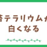 苔テラリウムが白くなる原因と対策を分かりやすく解説