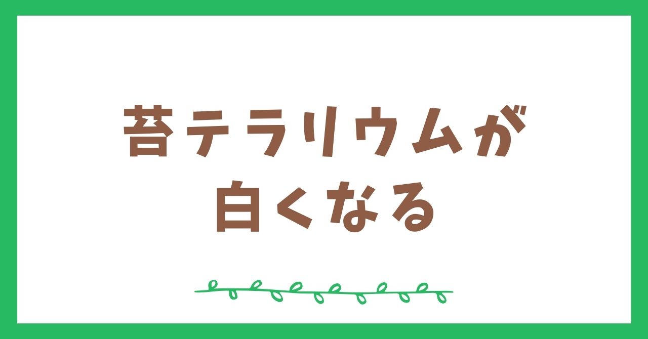 苔テラリウムが白くなる原因と対策を分かりやすく解説