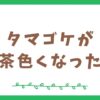 タマゴケが茶色くなる原因と対策～タマゴケを健康な状態に戻そう～