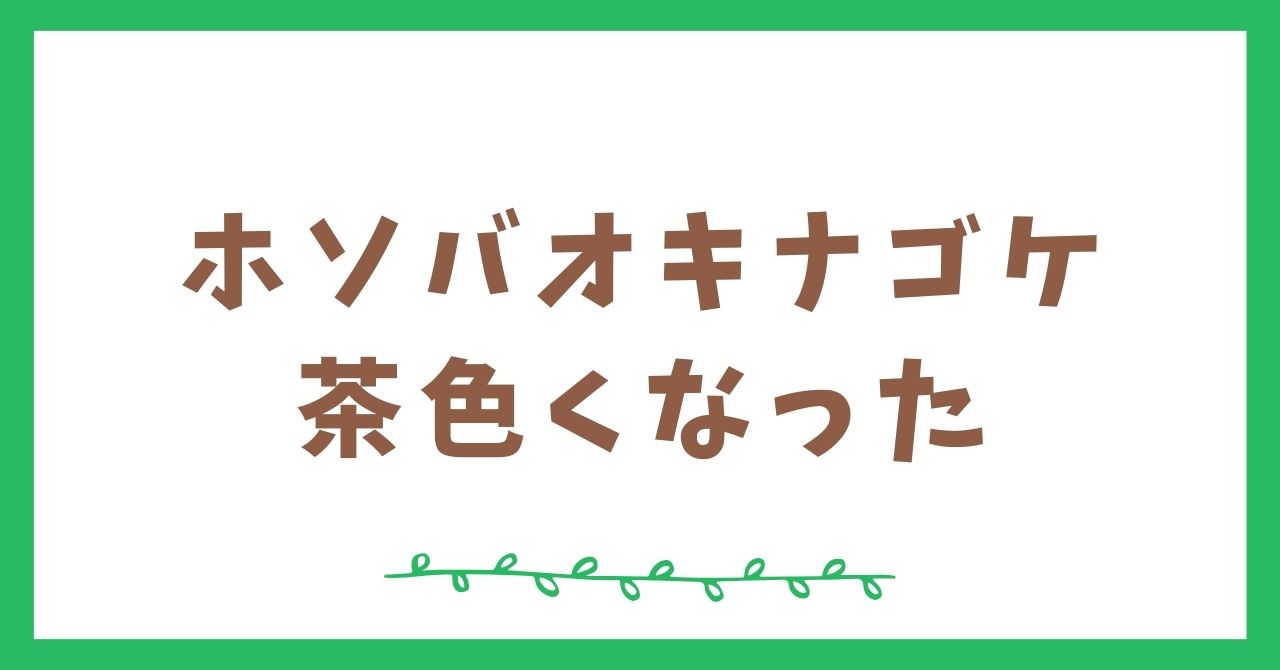 ホソバオキナゴケが茶色くなった時の対処法と枯れる原因