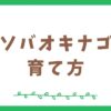 ホソバオキナゴケの育て方【テラリウム初心者向け】