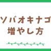 ホソバオキナゴケの増やし方【テラリウム初心者向け】