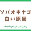 ホソバオキナゴケが白くなる原因について考察してみました