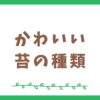 苔でかわいい種類はどれ？おすすめ5選を紹介します