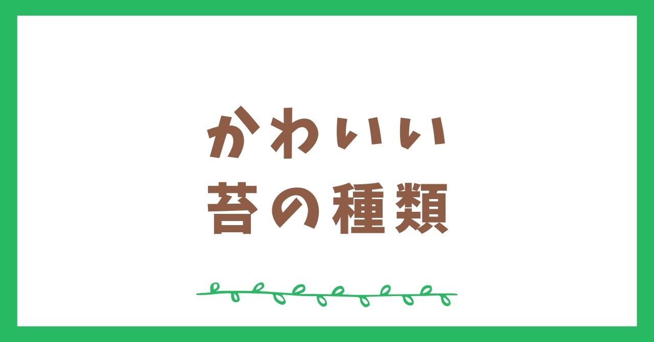 苔でかわいい種類はどれ？おすすめ5選を紹介します