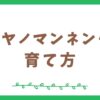 コウヤノマンネングサの育て方【テラリウム初心者向け】