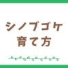 シノブゴケの特徴と育て方【テラリウム初心者向け】