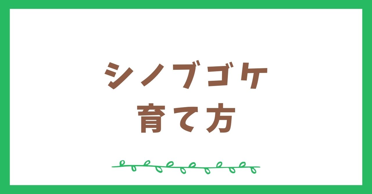 シノブゴケの特徴と育て方【テラリウム初心者向け】