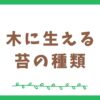 木に生える苔の種類5選！知られざる森の生態系の主役たち