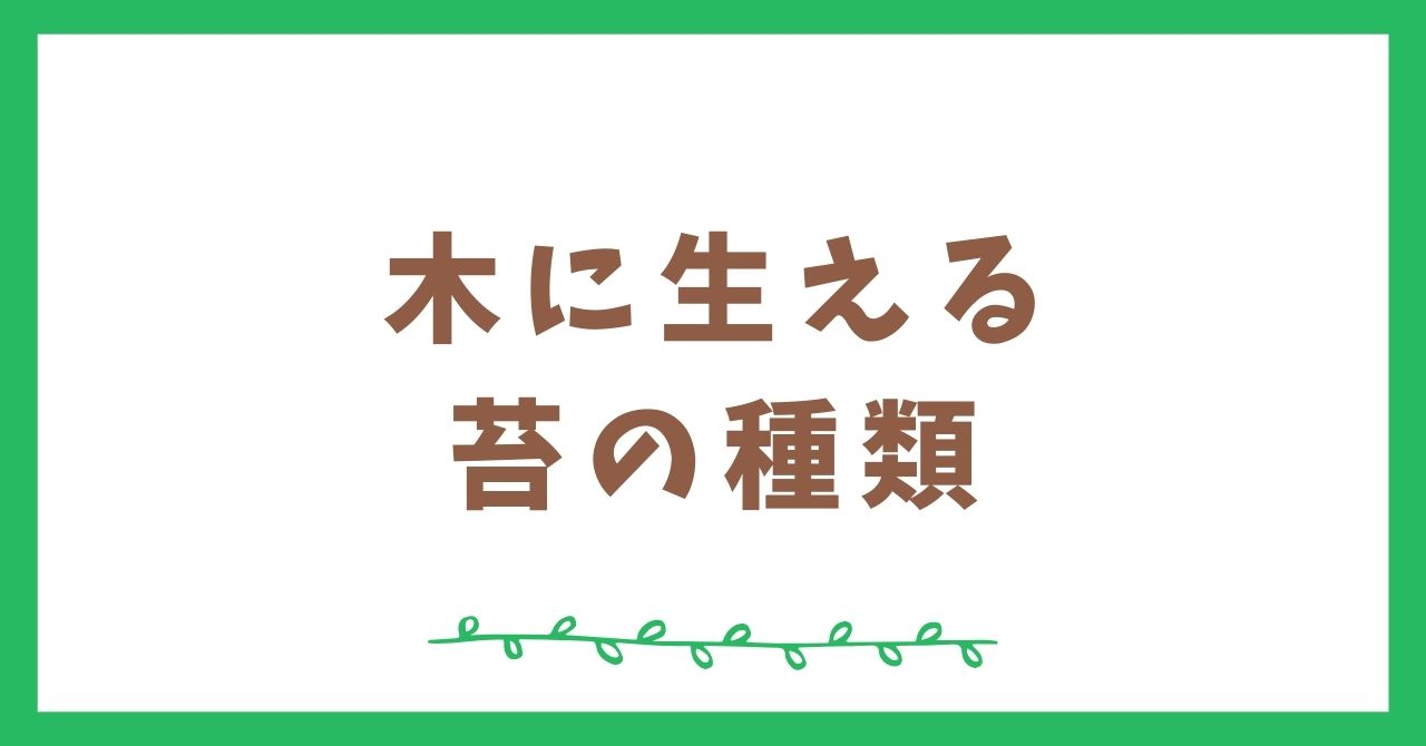 木に生える苔の種類5選！知られざる森の生態系の主役たち